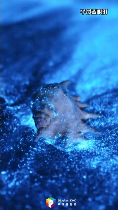 一張機(jī)票的事，和自己喜歡的人，來(lái)平潭追藍(lán)眼淚吧