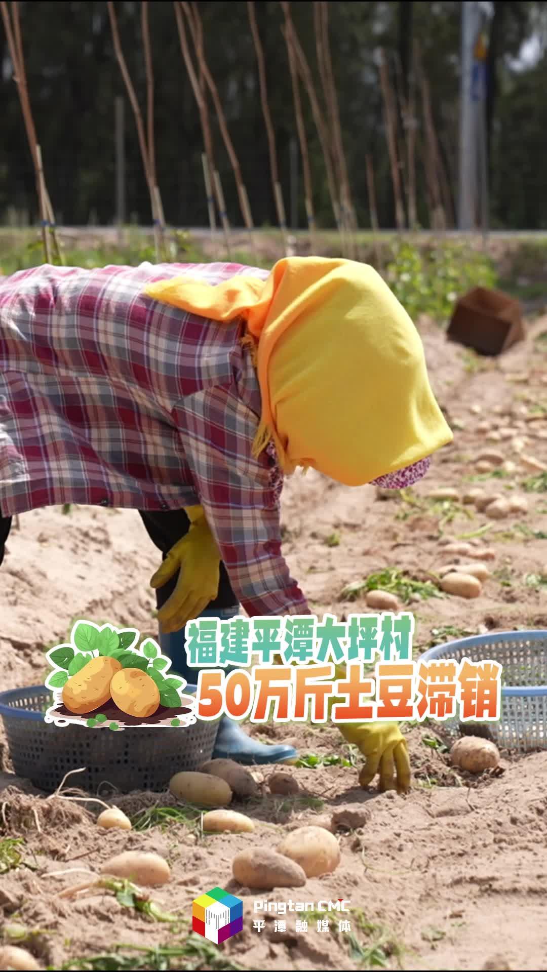 急急急！福建平潭50萬斤土豆滯銷，農戶愁壞了！