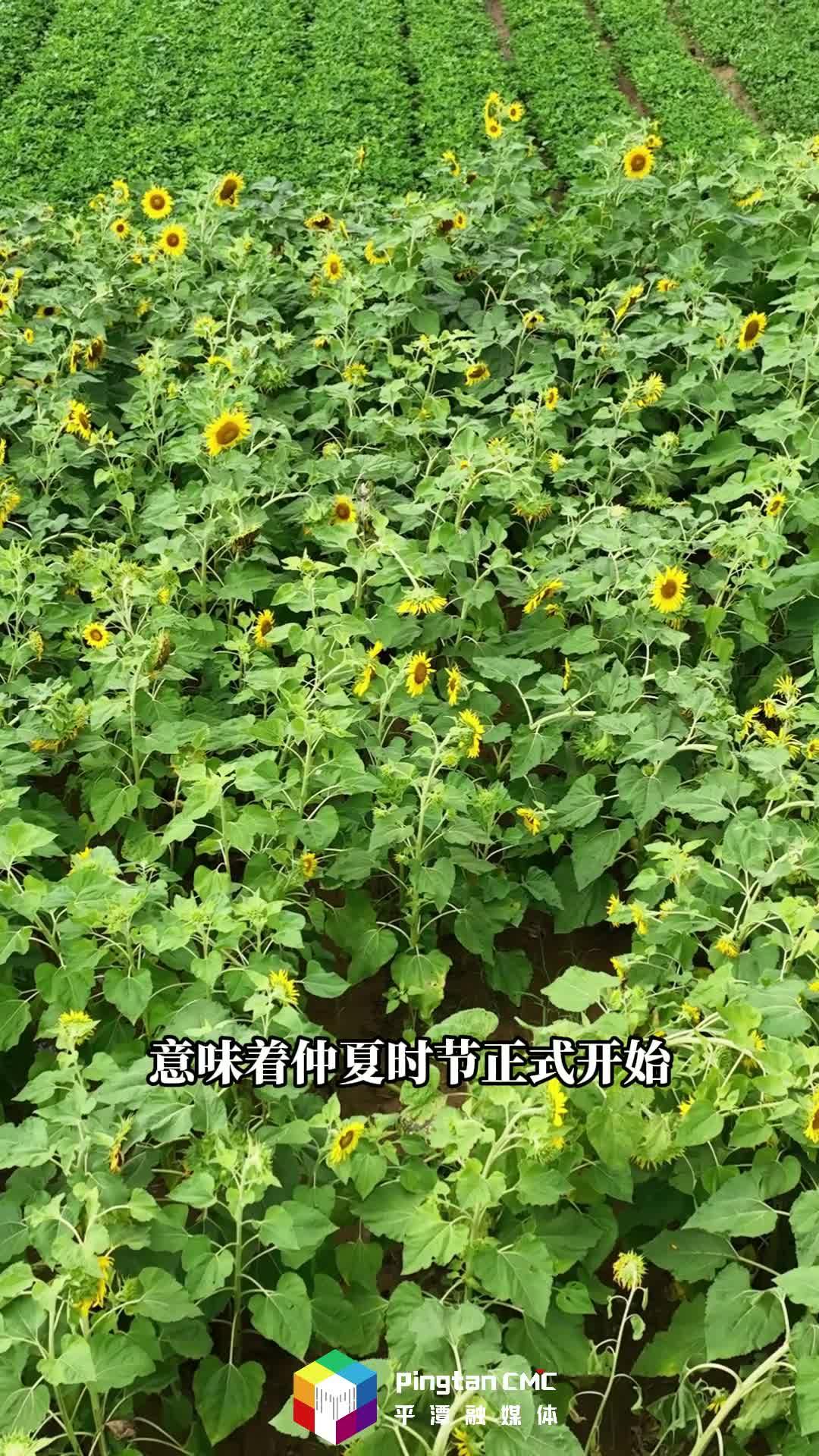 芒種至，仲夏始