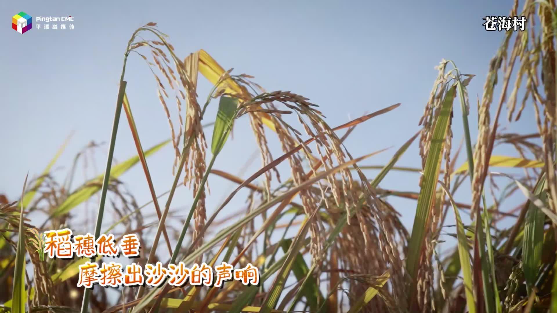 一起來“稻”喜！